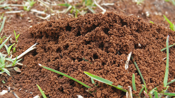 Advanced Gardener: Fire Ants Advanced Gardener: Fire Ants